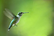 obraz kolibrík hummingbird